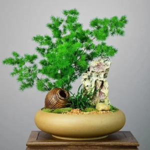 店里放什么植物旺财？